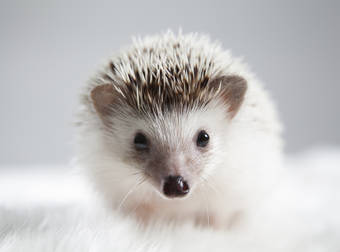 These Animals Hope To Make The Most Of 2015, Starting With These Resolutions