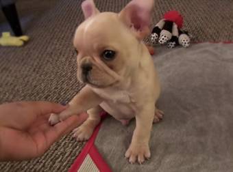 What This Incredibly Cute Puppy Can Do Will Brighten Your Day