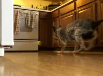 An Over-Excited Dog Runs Into A Stove During An Intense Game Of Fetch