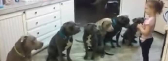 Watch Six Pit Bulls Wait Patiently While A Little Girl Gets Their Dinner