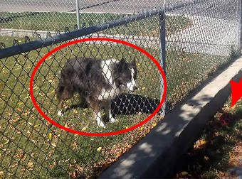 Clever Dog Tricks People Walking Past His Yard Into An Endless Game Of Fetch.