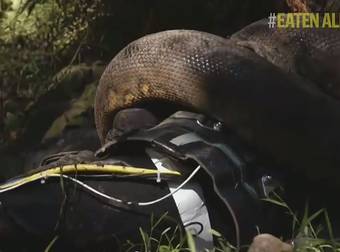 One Man Was Obsessed With Being Eaten Alive By An Anaconda, But He Failed