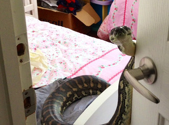 This Snake Surprise Is The Opposite Of What Anyone Would Want. Oh, My. NOPE.