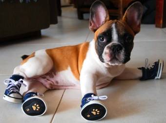 These 25 Dogs In Booties Are The Only Things You Should Care About This Winter