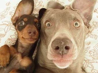 These 24 Hilarious And Adorable Animal Selfies Will Have You Laughing For Days