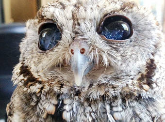 It Appears This Gorgeous Blind Owl Has Awe Inspiring Constellations In His Eyes