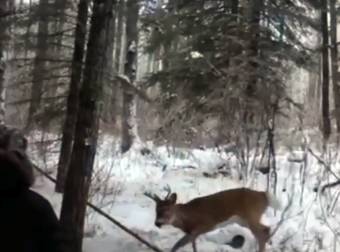 When A Man Spotted This Deer In Trouble, He Did Something Incredibly Brave