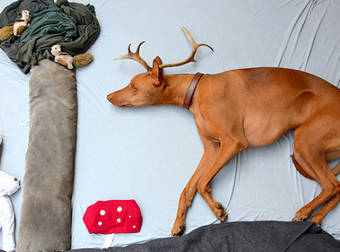 When Her Dog Was Napping, This Photographer Pulled Off Something Brilliant