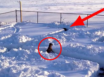 This Dog Tried To Find His Human In The Coolest Snow Maze Ever