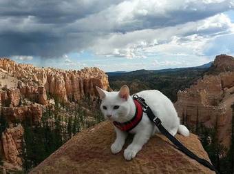 These 16 Jet-Setting Pets Will Open Your Eyes To A Whole New World