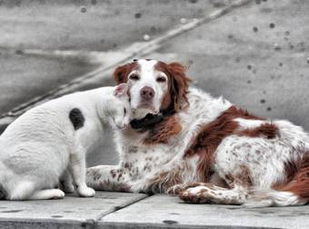 The Official Nominees For The Animal Golden Globes 2015 Are…