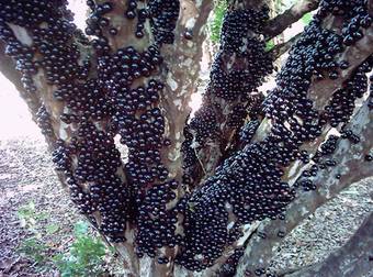 This Tree Looks Like It’s Covered In Warts, But The Truth Is A Lot Weirder.