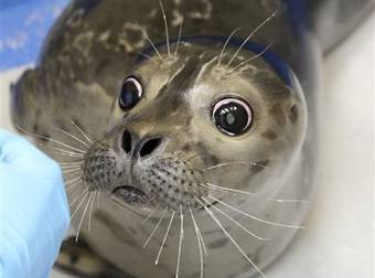 This Baby Seal Is Blind, But That’s Not Why Everyone Is Falling In Love With Him