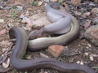 What This Park Ranger Found Is Yet Another Reason Why Australia Is A Terrifying Place