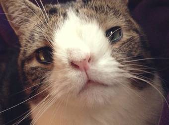 You’ve Never Seen a Cat That Looks Like Monty Before. He WILL Make You Smile.