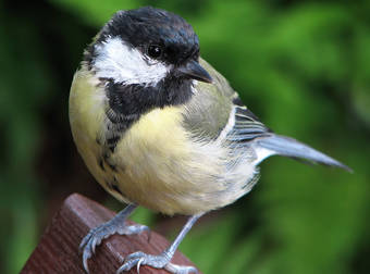 This Bird Might Look Cute, But It’s Actually A Vicious Killer That Will Eat Your Brains