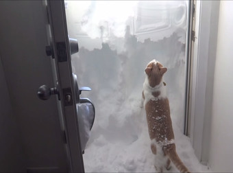 This Curious Cat’s Reaction To Being Snowed In Is A Hysterical Suprirse