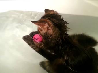 An Awesome Cat By the Name of Mr. Kitty Takes a Nice, Long, Adorable Bath.