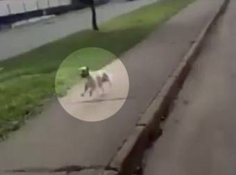 A Man Goes To Hospital, And His Loving And Loyal Dog Followed His Ambulance