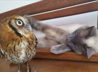 These Two Cute Creatures Are Almost Too Much Unexpected Adorableness To Handle