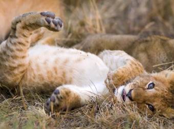 Near A Lion Cub? You Can Choose To Cuddle With It…Or Tickle. Because, Aww.