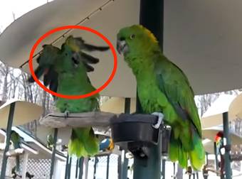 This Animal Couple Bickers Like Humans…But With Funnier Results