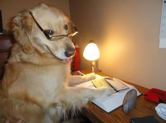 This Dog Isn’t Sure What’s Going On, But She’s Cool With It Anyway. She’s Awesome.