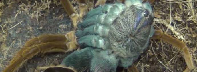 This Is What A Molting Tarantula Looks Like, And It’s The Stuff Of Nightmares