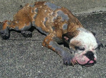 A Puppy Was Left For Dead By Cruel Owners, But Her Story Will Leave You In Tears Of Joy