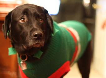 18 Dogs That Really Don’t Want To Wear Their Ugly Christmas Sweaters