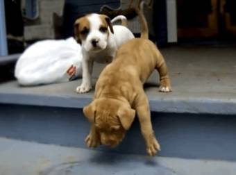 When You Mix Dogs And Stairs, You Get Something Insanely Adorable. Every Time.