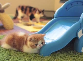 These Baby Animals On Slides Will Make You Miss Your Childhood