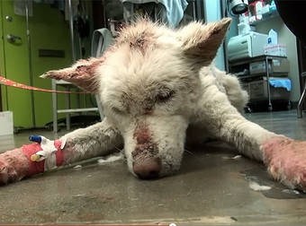 A Badly Injured Dog Rescued From A Trash Dump Makes An Incredible Recovery