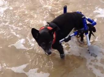 This Pup Doesn’t Let His Handicap Stop Him From Having The Best Time