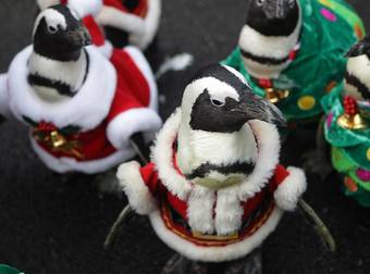 A Korean Theme Park Does Something Special With Their Penguins Every Christmas