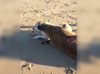 A Seal Cuddling Up To His New Dog Buddy Will Have You Smiling For Days