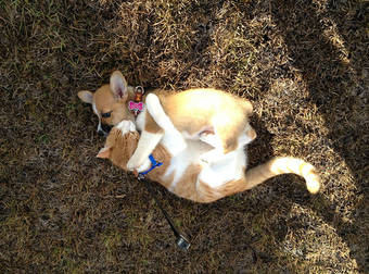 This Kitty And Corgi Puppy Are The Cutest Animal Best Friends