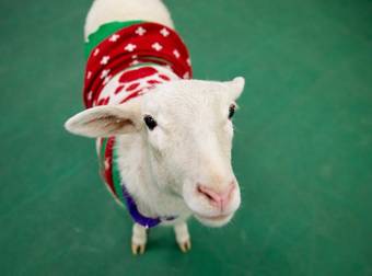 Missed Connections: A Delightful Sheep In A Christmas Sweater In Nebraska