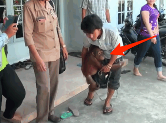 A Tiny Orangutan Was Locked In A Cell… But Not For Long.