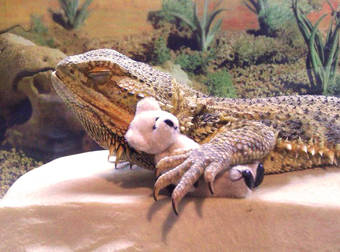 Meet Pringle, The Most Adorable (And Famous) Bearded Dragon On The Internet