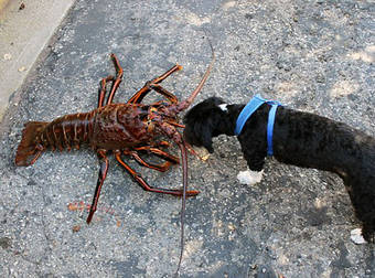 This Man Found An Impossibly Huge Crustacean Off The Coast Of California