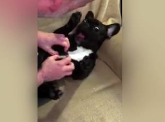 This Adorable French Bulldog Loves To Be Tickled More Than Any Human I Know