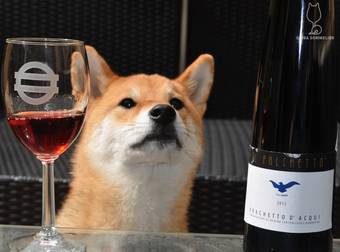 Need Help Picking The Perfect Wine? Just Ask This Shiba Sommelier.