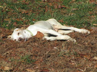 The Journey of Zeus The Dog Will Remind You That We All Deserve 2nd Chances