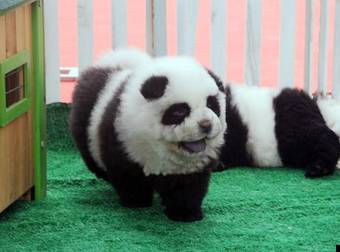 An Italian Circus Tried To Pass Off Their Chow Chow Puppies As Pandas