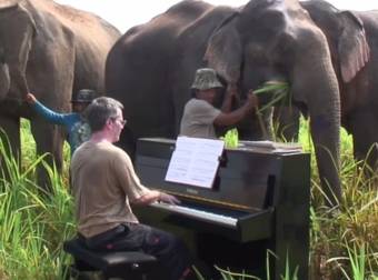 This Pianist Plays Beautiful Beethoven Melodies For Elderly Elephants in Thailand.