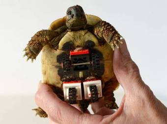 This Wounded Tortoise Gets Around A Lot Easier Now Thanks To A LEGO Creation