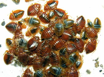 Here Are All The Creepy, Crawly Facts You Need To Know About Bed Bugs