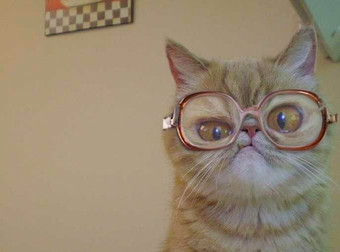 You’ll Be Convinced This Hilarious Grumpy Cat Is Basically Your Grandma After This