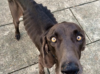 This Poor Dog Was Eating Sticks And Stones Before It Was Rescued.